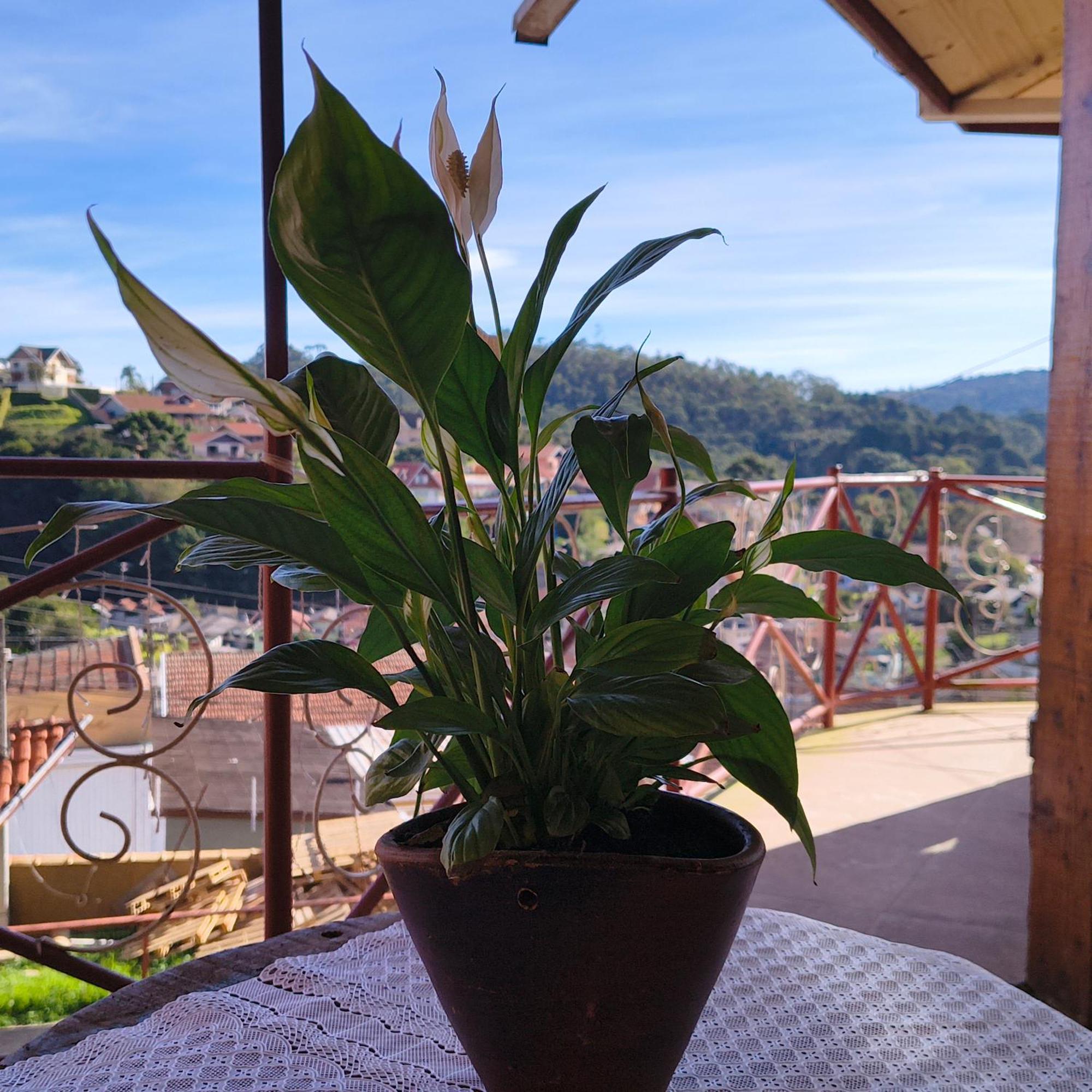 Suite Rustica Aconchego - Com Banheira De Hidromassagem Campos do Jordão Eksteriør bilde